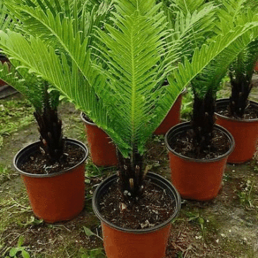 精品富贵蕨观叶植物室内外植物各种规格富贵蕨
