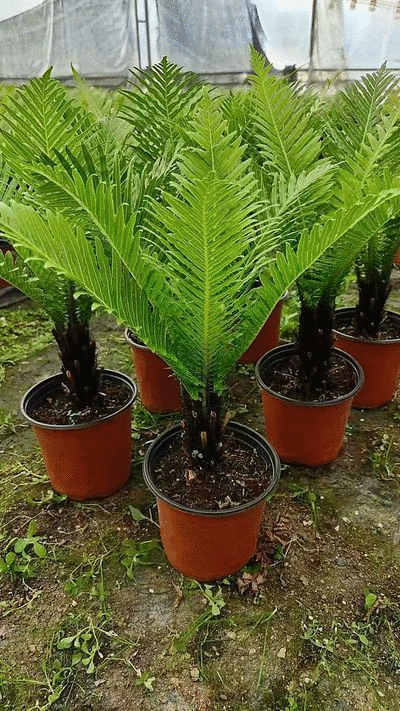 精品富贵蕨观叶植物室内外植物各种规格富贵蕨