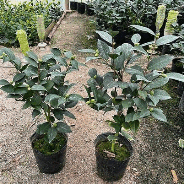 香妃茶花(带香味)茶花年宵花浓香型室内外绿植