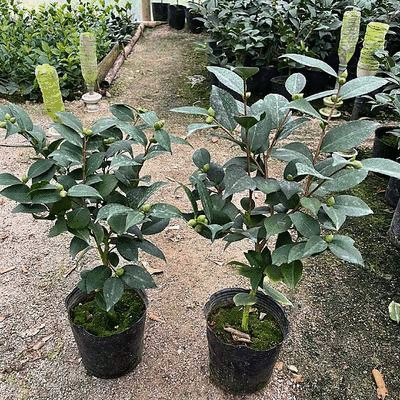 香妃茶花(带香味)茶花年宵花浓香型室内外绿植