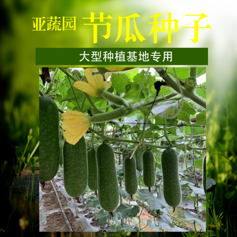 农科院小冬瓜种子水果迷你毛节瓜种籽大全早熟高产耐热蔬菜种