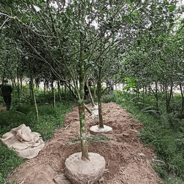 紫花红花含笑园林庭院公园室外苗木绿植紫花含笑供应