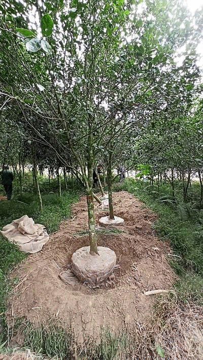 紫花红花含笑园林庭院公园室外苗木绿植紫花含笑供应