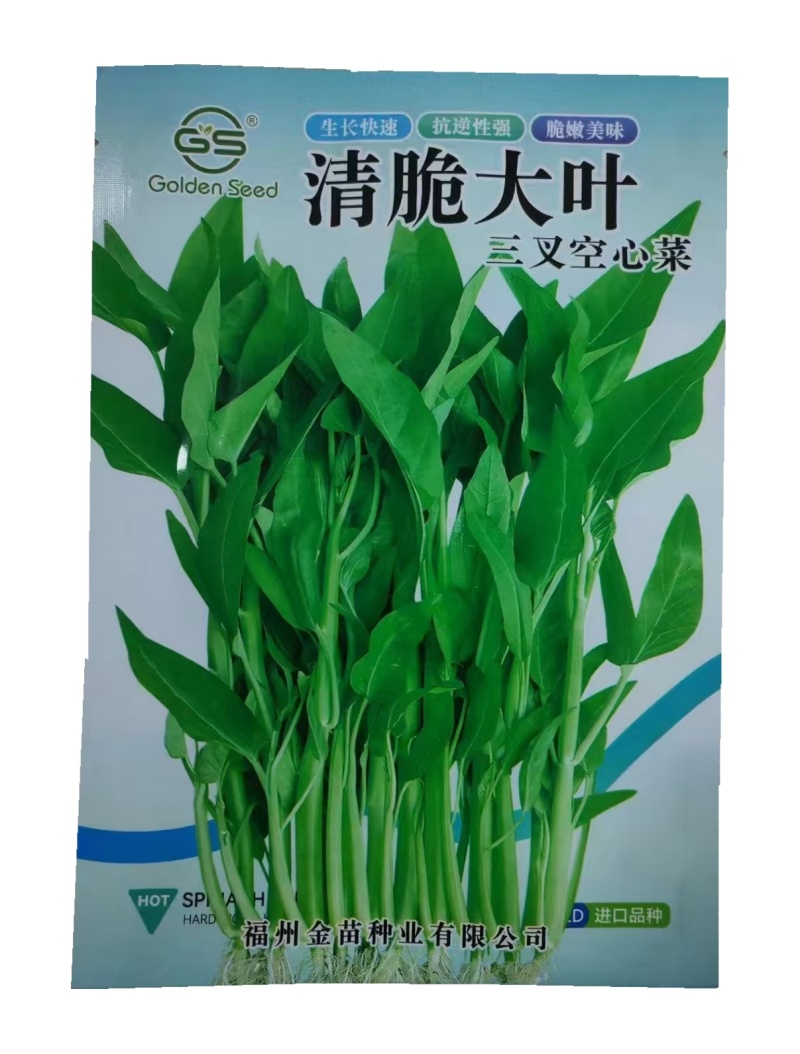 清脆大叶三叉空心菜种子泰国空心菜种子高产大圆叶