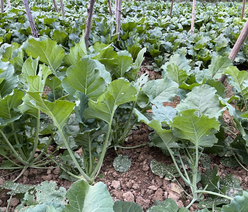 板蓝根菜苔种子高产国苔绿油10号杂交耐高温耐低温多次采收