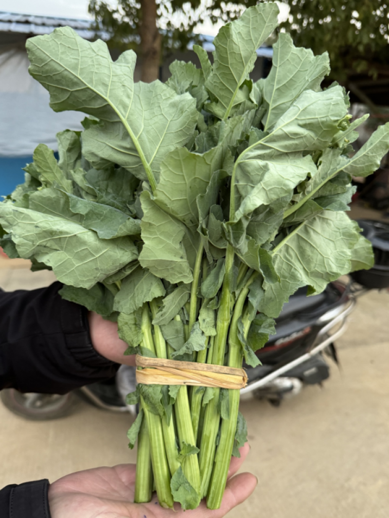 板蓝根菜苔种子高产国苔绿油10号杂交耐高温耐低温多次采收