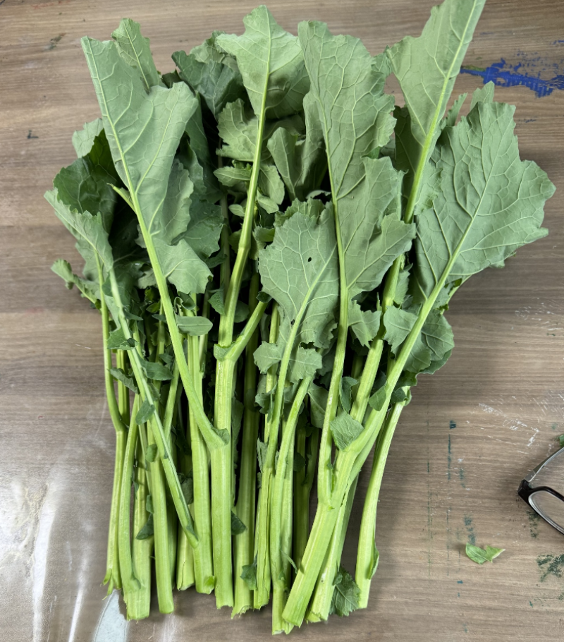 板蓝根菜苔种子高产国苔绿油10号杂交耐高温耐低温多次采收