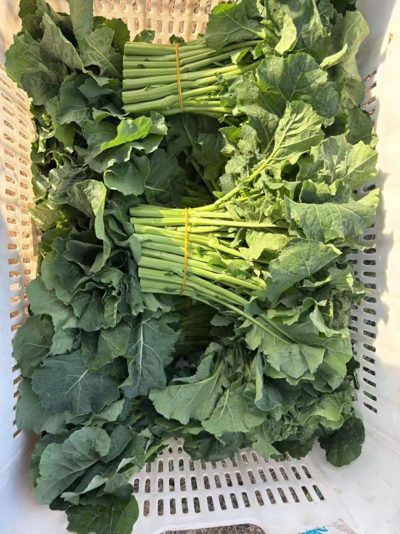 板蓝根菜苔种子高产国苔绿油10号杂交耐高温耐低温多次采收