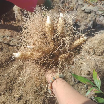 玉竹刺尾苗大量供应现挖现发成活率高免费技术指导欢迎来电
