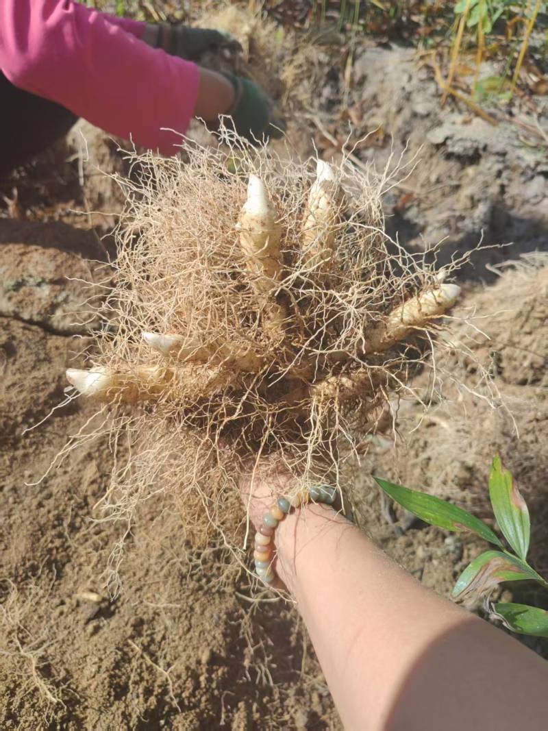 玉竹刺尾苗大量供应现挖现发成活率高免费技术指导欢迎来电