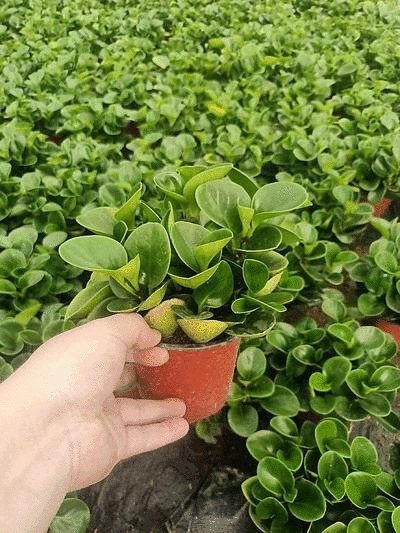 豆瓣绿盆栽青叶碧玉紫边碧玉小家碧玉四季常青可水培