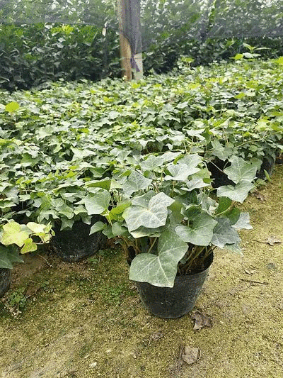 常春藤盆花含盆30cm以下