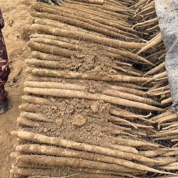 精品山药，双棒山药，大量新鲜现货，产地直发欢迎选购