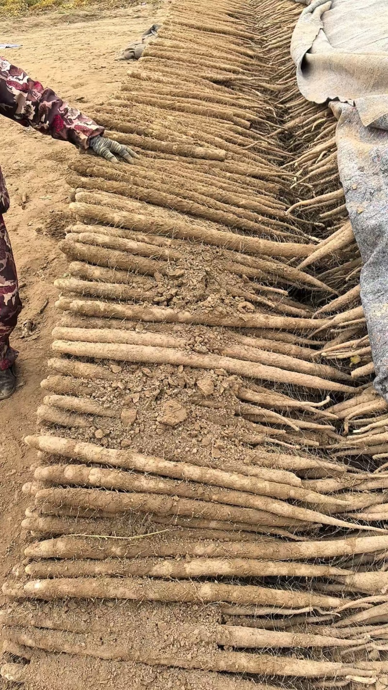 精品山药，双棒山药，大量新鲜现货，产地直发欢迎选购