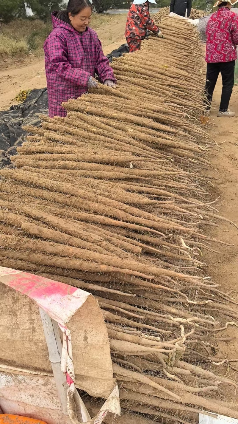 精品山药，双棒山药，大量新鲜现货，产地直发欢迎选购