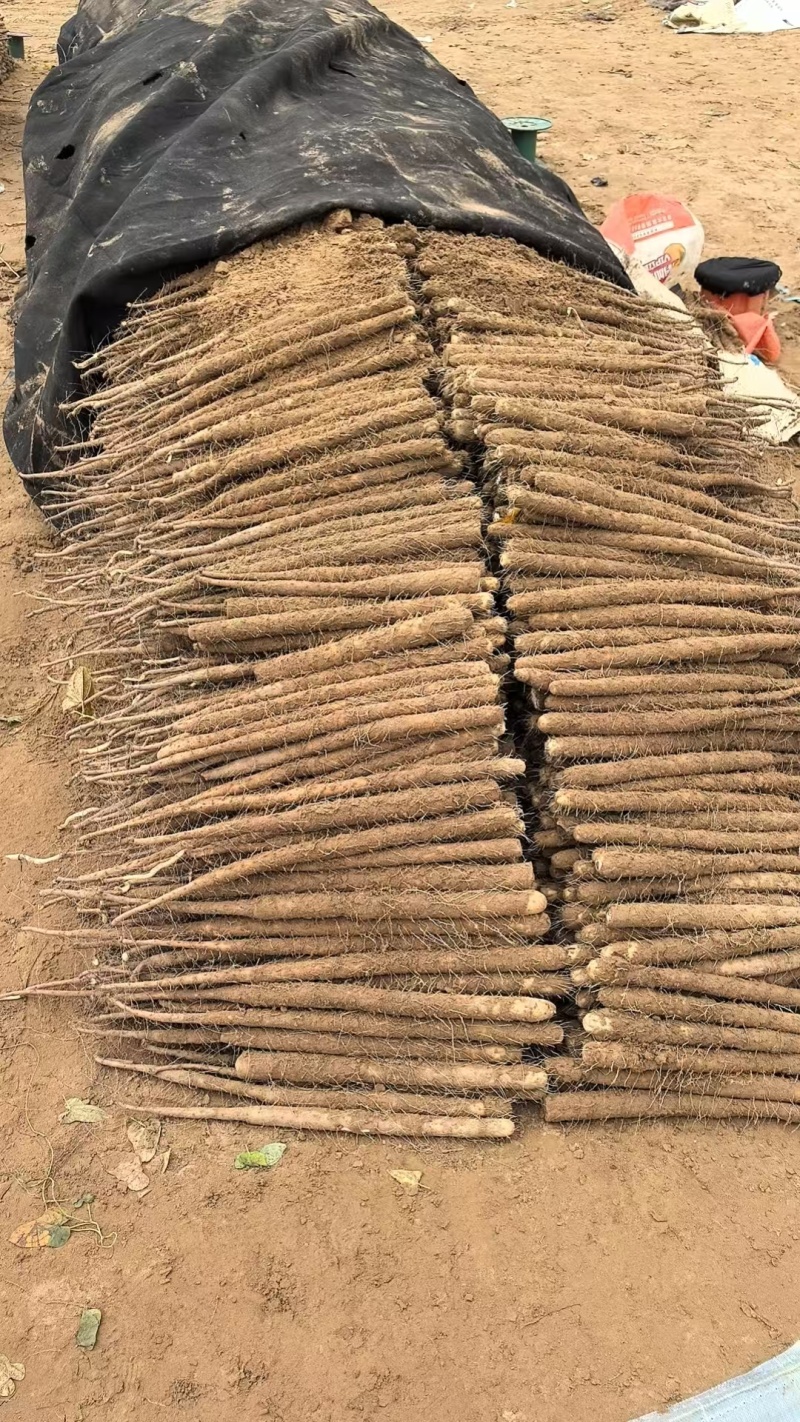 精品山药，双棒山药，大量新鲜现货，产地直发欢迎选购