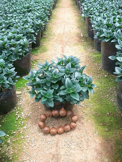 金鱼花吊兰植物盆栽花卉四季开花不断室内阳台吸甲醛净化空气