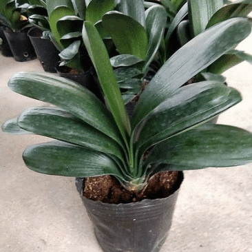基地长期供应君子兰盆栽绿植花卉君子兰开花电商档口