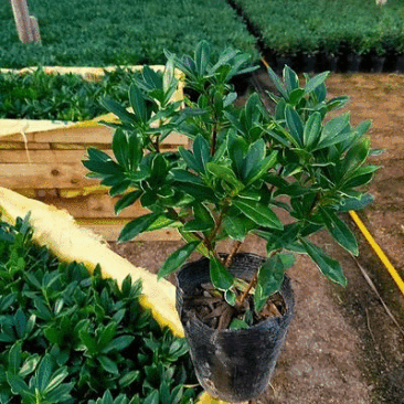 金边瑞香带花苞精品花卉室内外绿植浓香型年宵花耐寒耐热