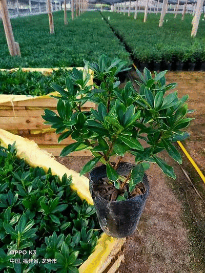 金边瑞香带花苞精品花卉室内外绿植浓香型年宵花耐寒耐热