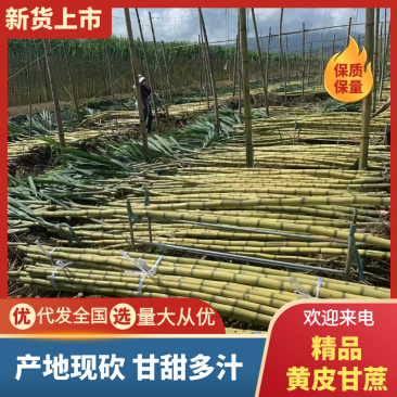 黄皮甘蔗云南普洱直发货源充足量大从优质量保证欢迎