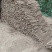 紫玉淮山药河南安阳基地直供质量保证一手货源全国发货
