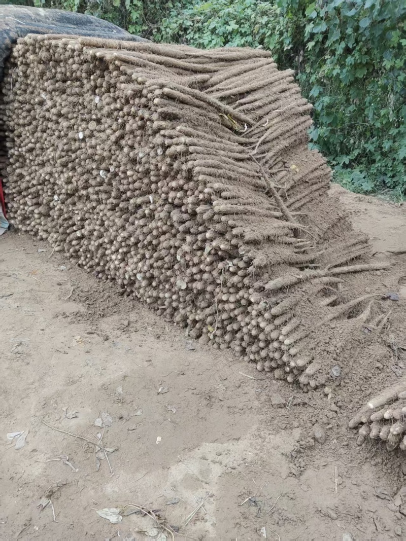 紫玉淮山药河南安阳基地直供质量保证一手货源全国发货