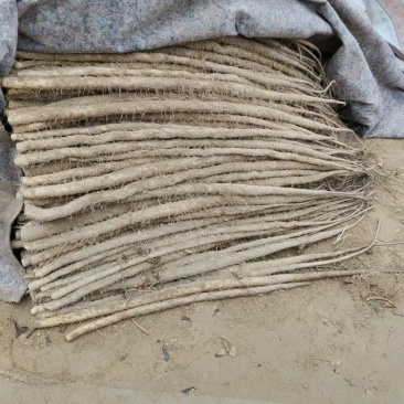 紫玉淮山药河南安阳基地直供质量保证一手货源全国发货