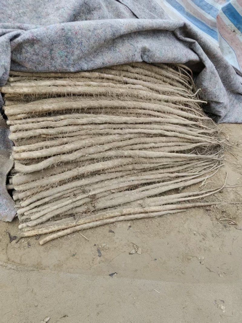 紫玉淮山药河南安阳基地直供质量保证一手货源全国发货