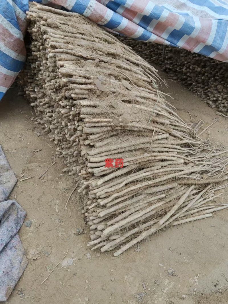 紫玉淮山药河南安阳基地直供质量保证一手货源全国发货