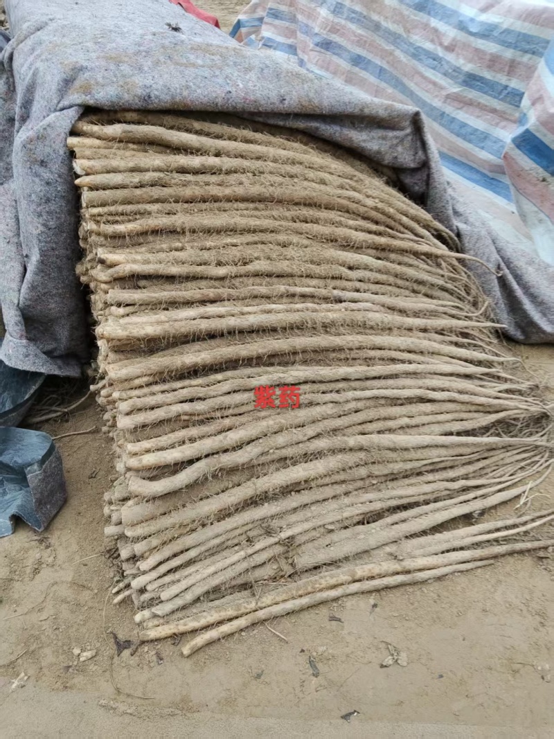 紫玉淮山药河南安阳基地直供质量保证一手货源全国发货