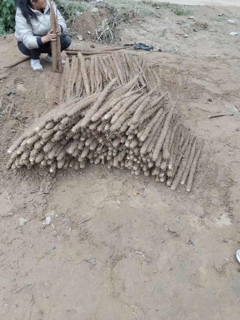 紫玉淮山药河南安阳基地直供质量保证一手货源全国发货