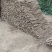 紫玉淮山药河南安阳基地直供质量保证一手货源全国发货