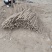 【精选双棒山药】河南产地直发质量保证规格齐全全国发货