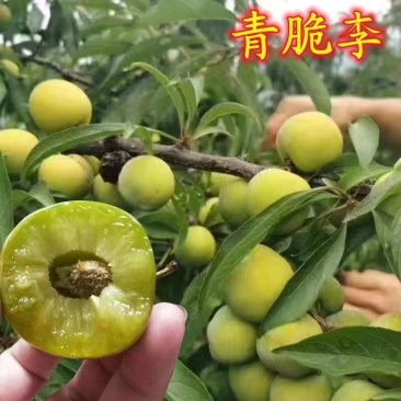 青脆李李子树苗包技术包活保品种,死苗包赔现挖现发基地直发