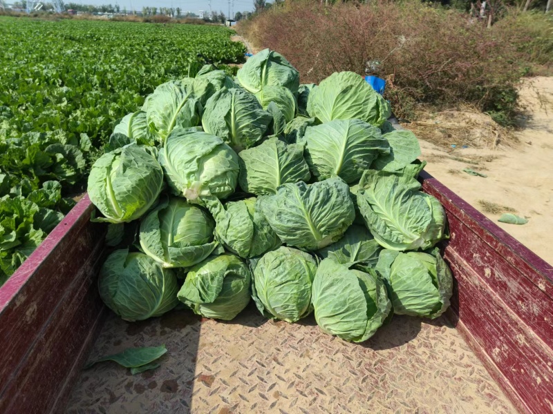 河北甘蓝圆包菜大量上市中，一手货源视频看货欢迎致电
