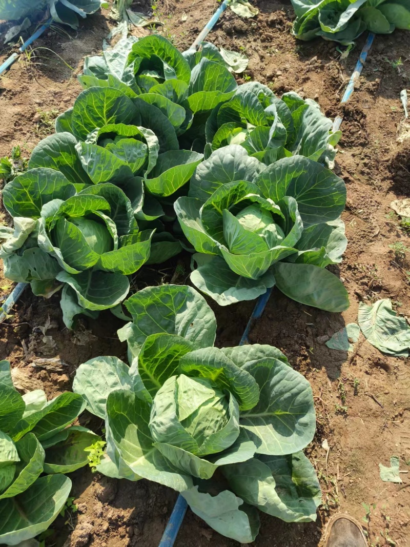 河北甘蓝圆包菜大量上市中，一手货源视频看货欢迎致电