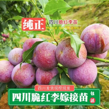 四川脆红李苗包技术包活保品种，死苗包赔现挖现发基地直发