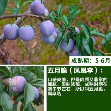 四川五月脆李苗包技术包活保品种，死苗包赔现挖现发基地直发