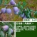 四川五月脆李苗包技术包活保品种，死苗包赔现挖现发基地直发