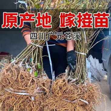 金艳猕猴桃树苗包技术包活保品种，死苗包赔现挖现发基地直发