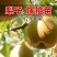 四川雪梨树苗包技术包活保品种,死苗包赔现挖现发基地直发