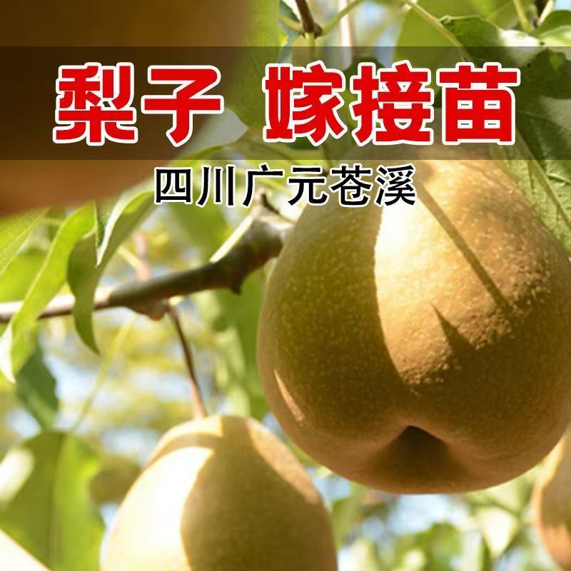 四川雪梨树苗包技术包活保品种，死苗包赔现挖现发基地直发