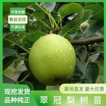 梨树苗翠冠梨树树苗