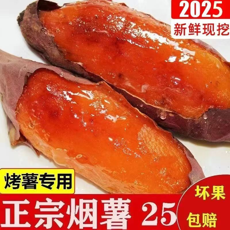 烟薯25山东正宗烟薯25产地直发品质保障对接全国