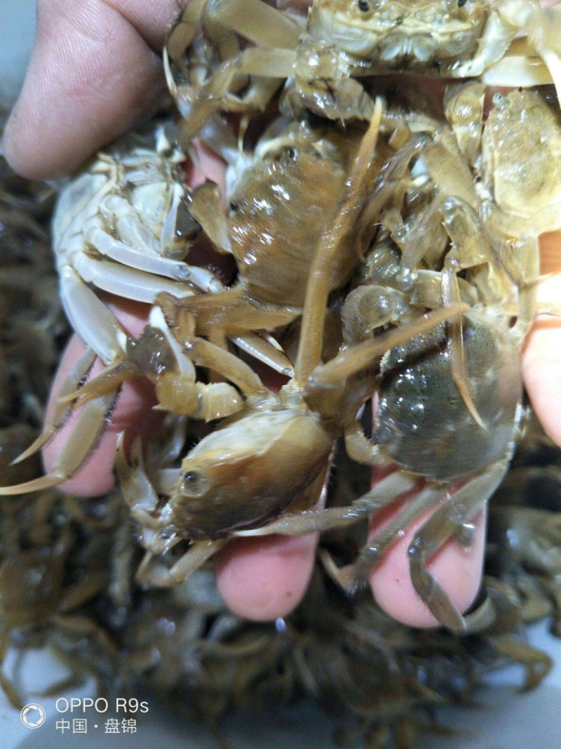 盘锦河蟹种苗蟹苗大闸蟹蟹苗成活率高，规格齐全