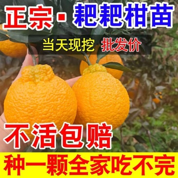 柑橘树苗耙耙柑树苗