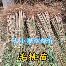 毛桃树苗桃树砧木包技术包活保品种，死苗包赔现挖现发基地