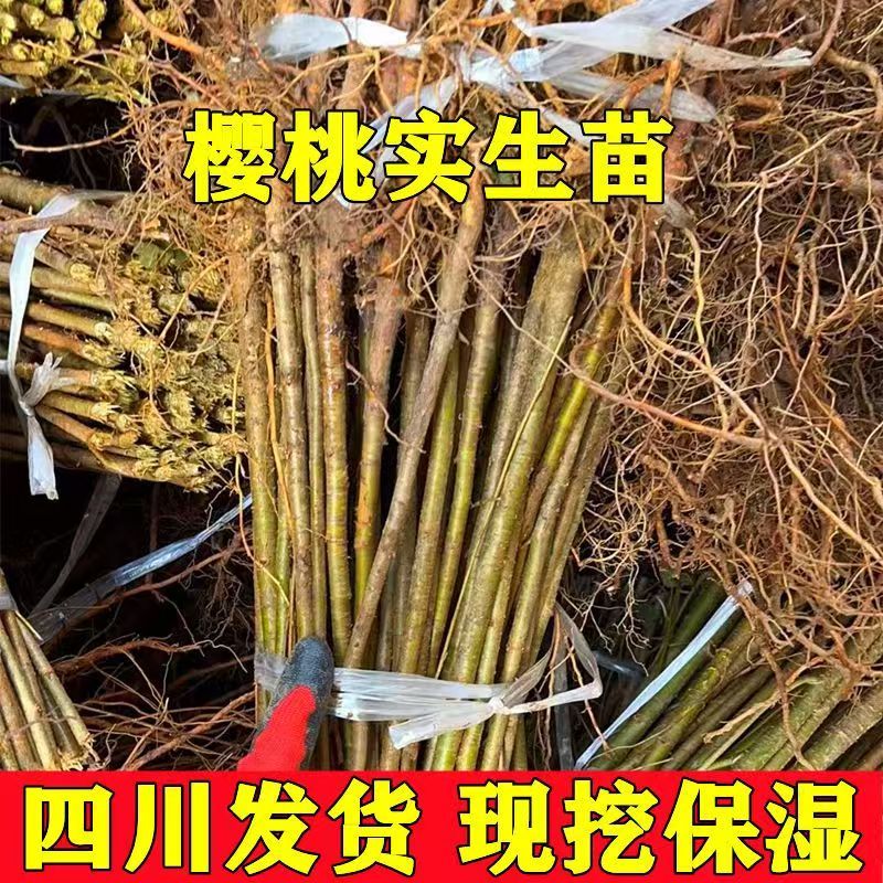 樱桃树实生苗砧木，包技术包活保品种，死苗包赔现挖现发基地