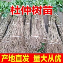 杜仲树苗包技术包活保品种，死苗包赔现挖现发基地直发可实地